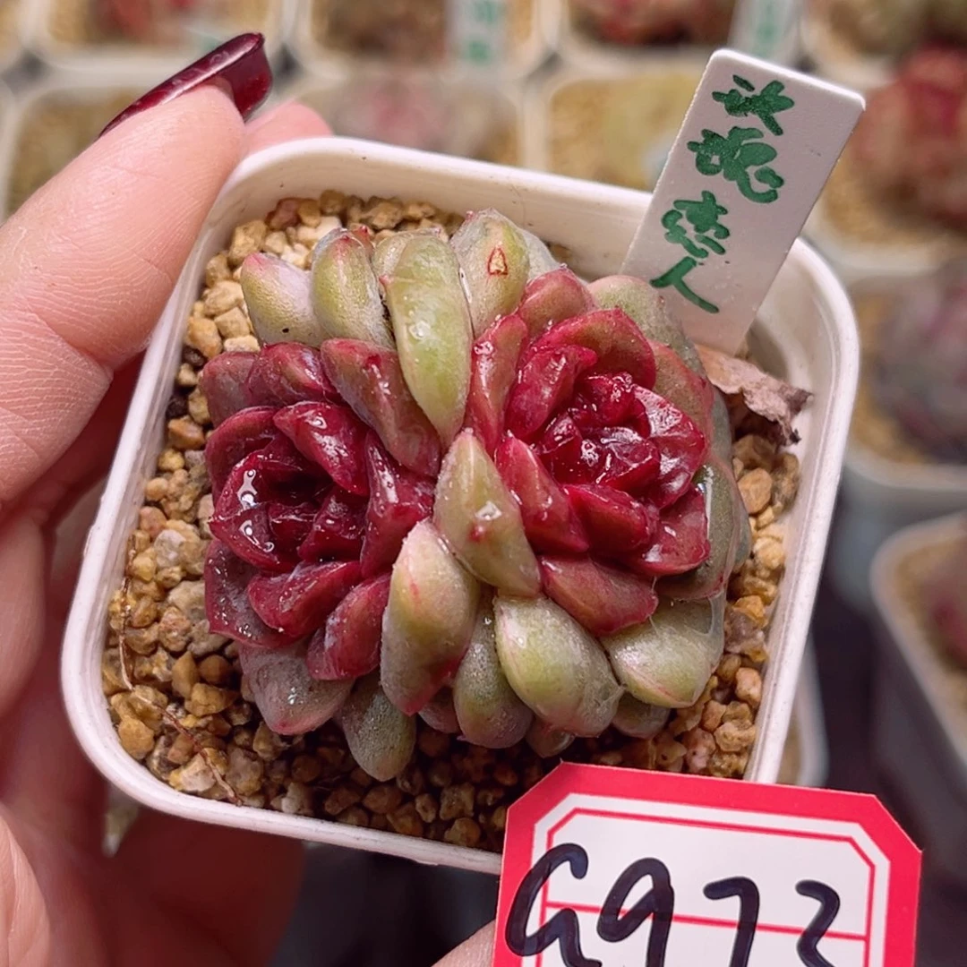 G973一物一拍 玫瑰恋人