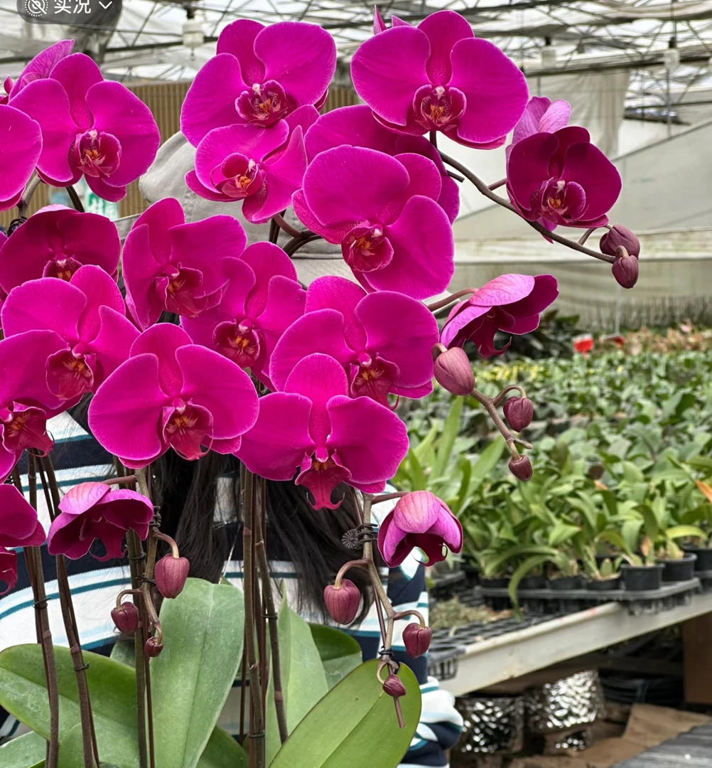 中国红蝴蝶兰带花剑2.8寸杯大花型紫红色系高端花卉花期长耐养