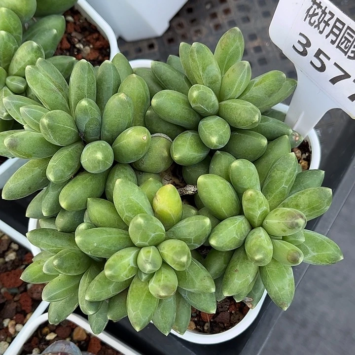 花***子多肉植物3577……………