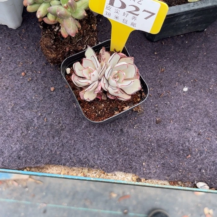 柒*多肉植物111111