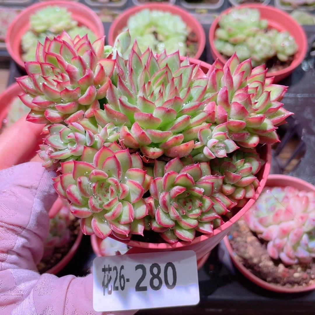 花利美26-280女雏