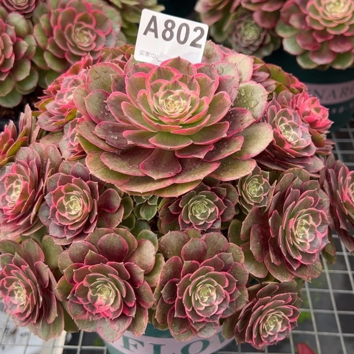 802粉花妖23厘米左右多肉