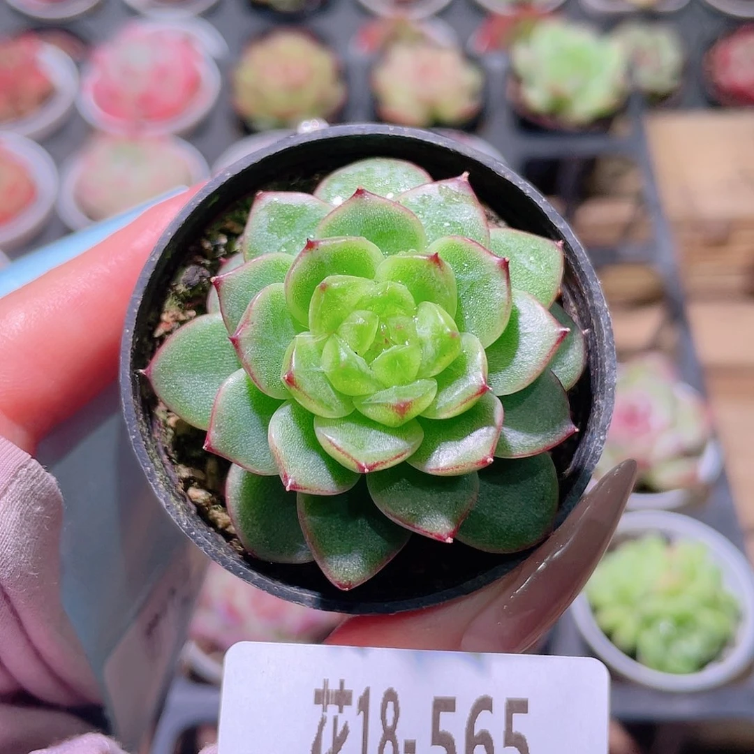 花利美18-565新品