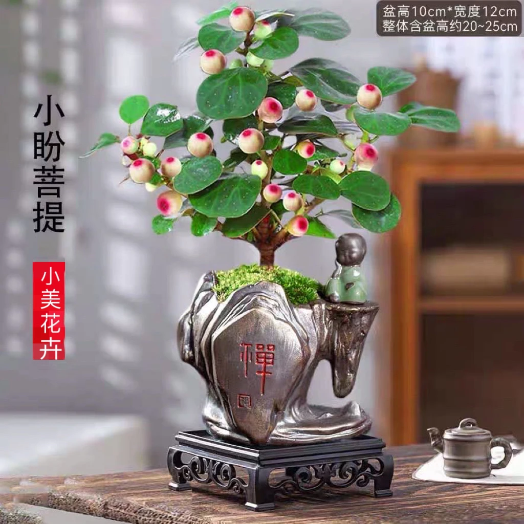 【禅意】小盼菩提树盆景盆栽带果好养室内书房办公室茶桌盆景智慧树