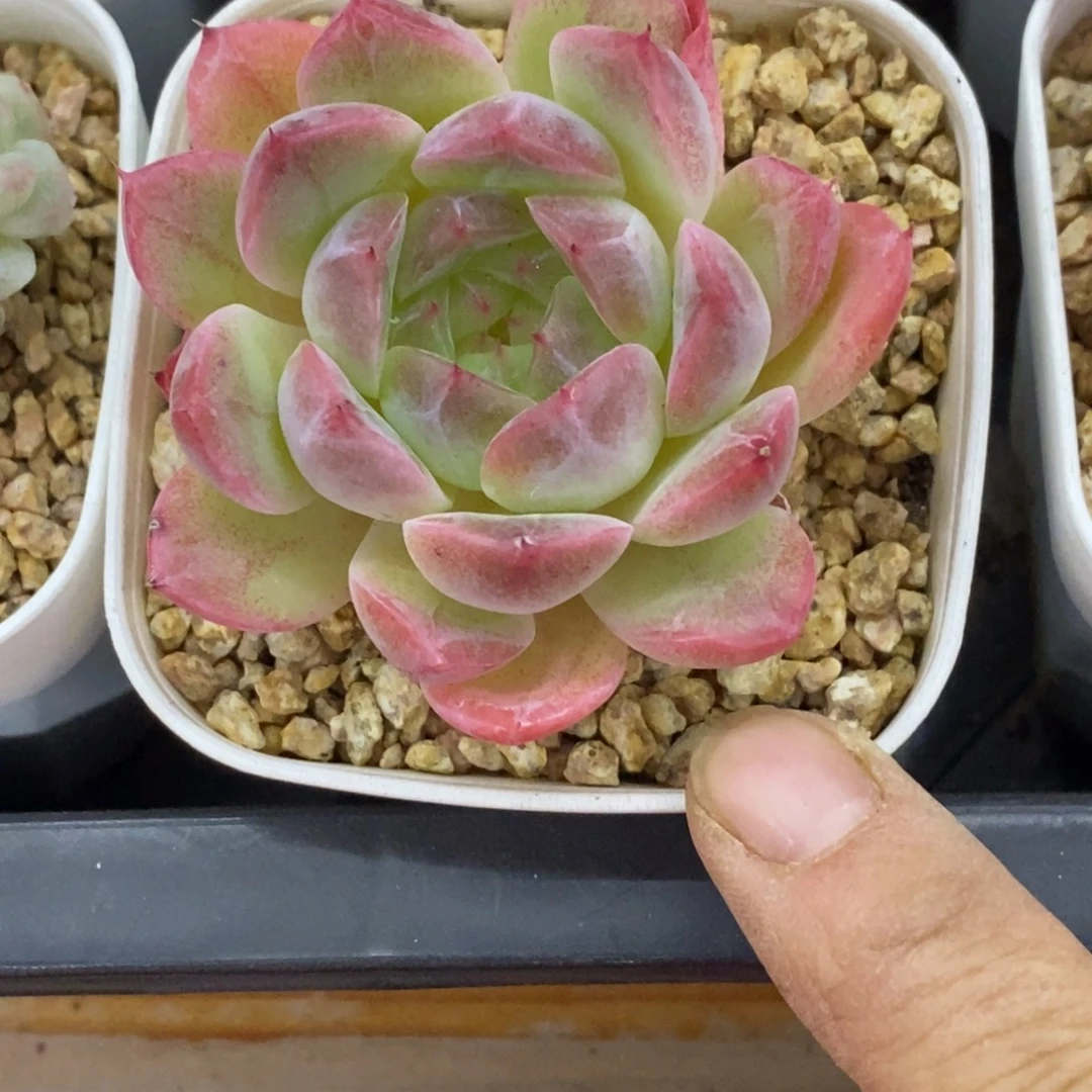 精品多肉一物拍不包整270