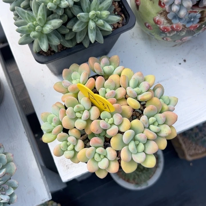 青***曲多肉植物一物一拍