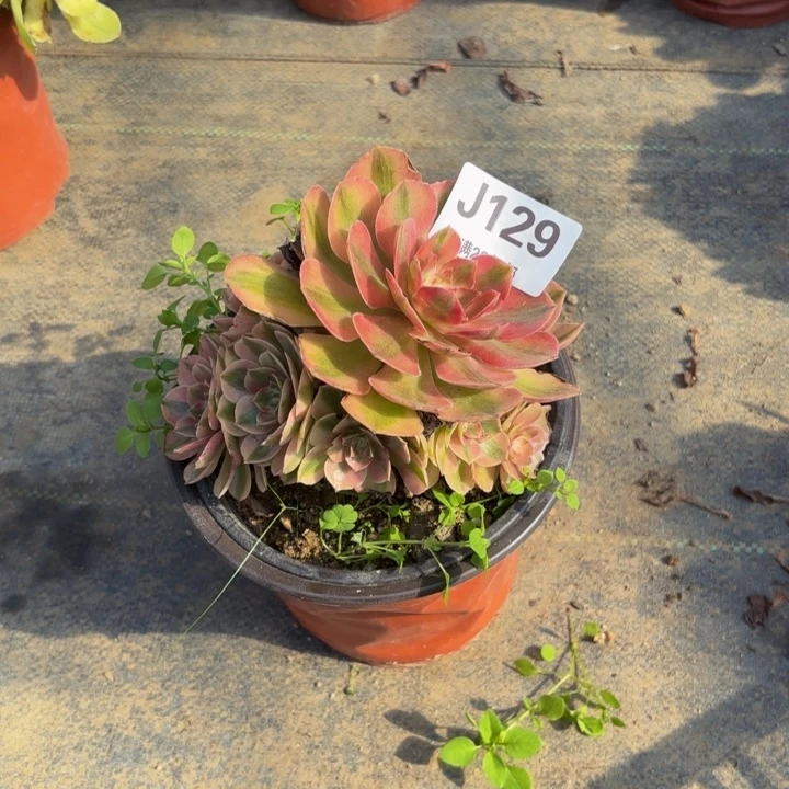 瑞妈多肉园艺129+