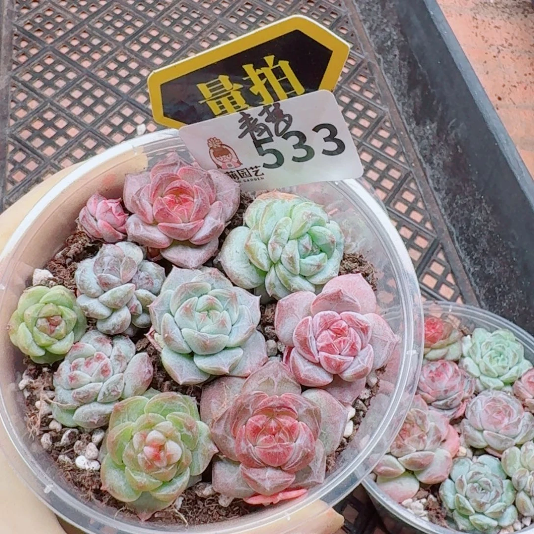多肉植物多肉植物