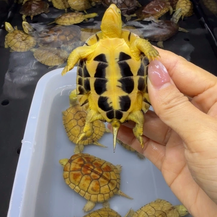 镜***海宠物龟公母搭配背甲6.1