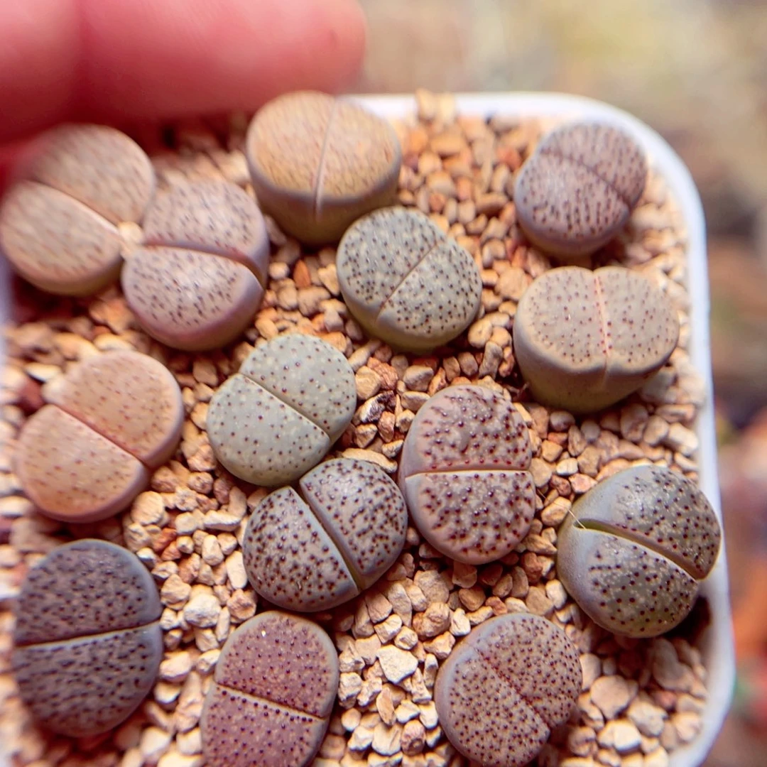 583号带盆盆包邮发货