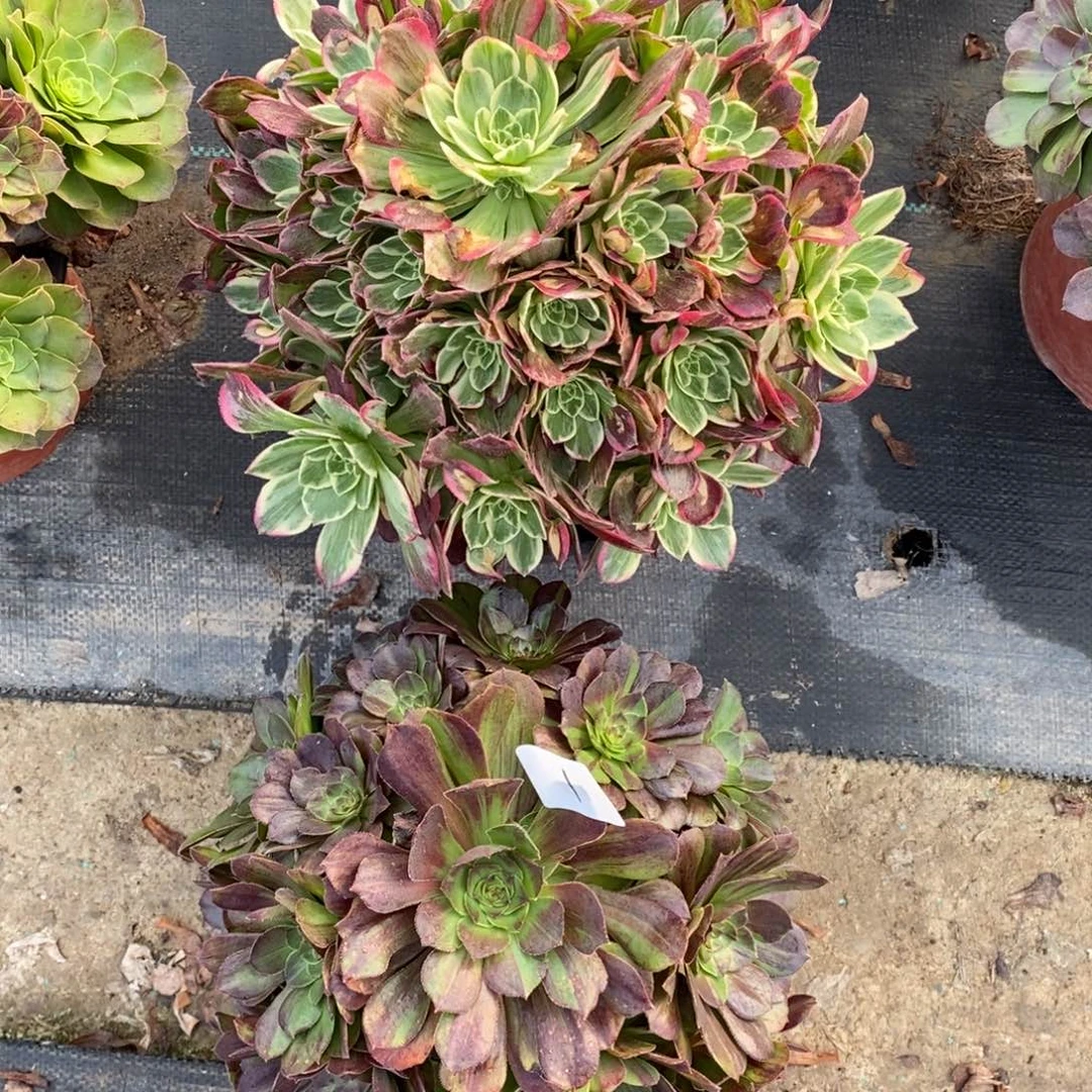 无花朵多肉植物组合拼盘1