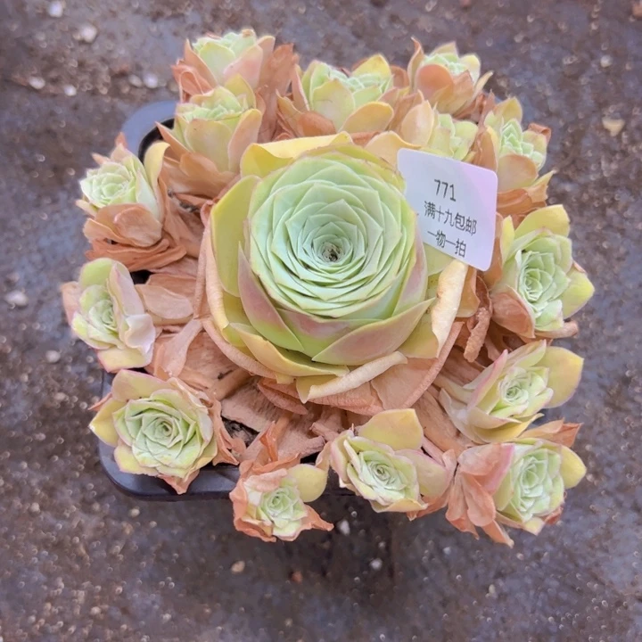 771 裸根不带土发货不包损油画