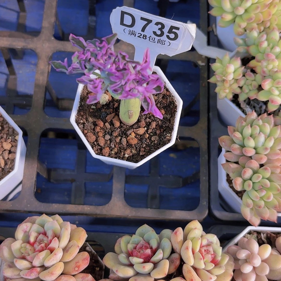 D735仙人笔一物一拍