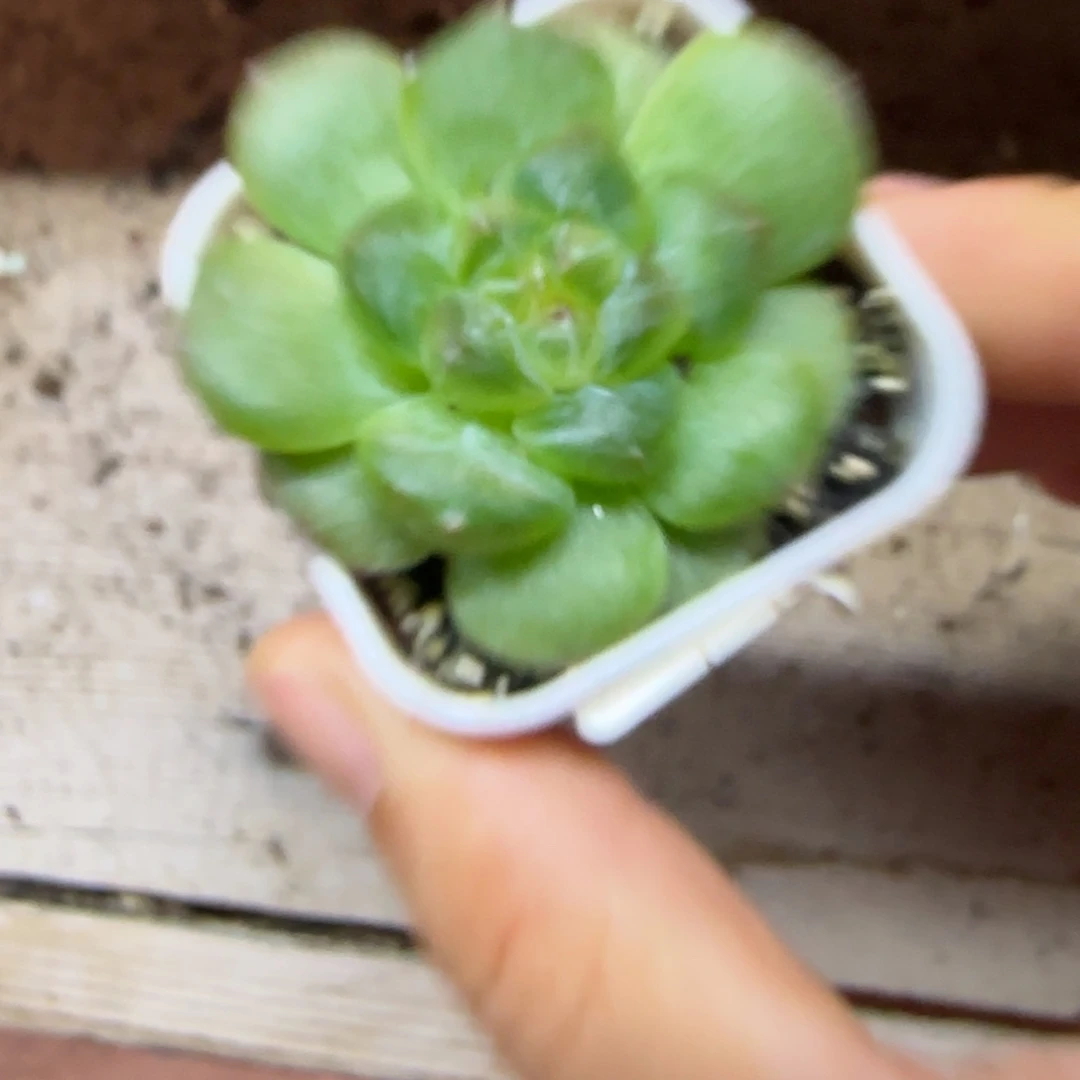 相柳中苗盆一个满25包邮