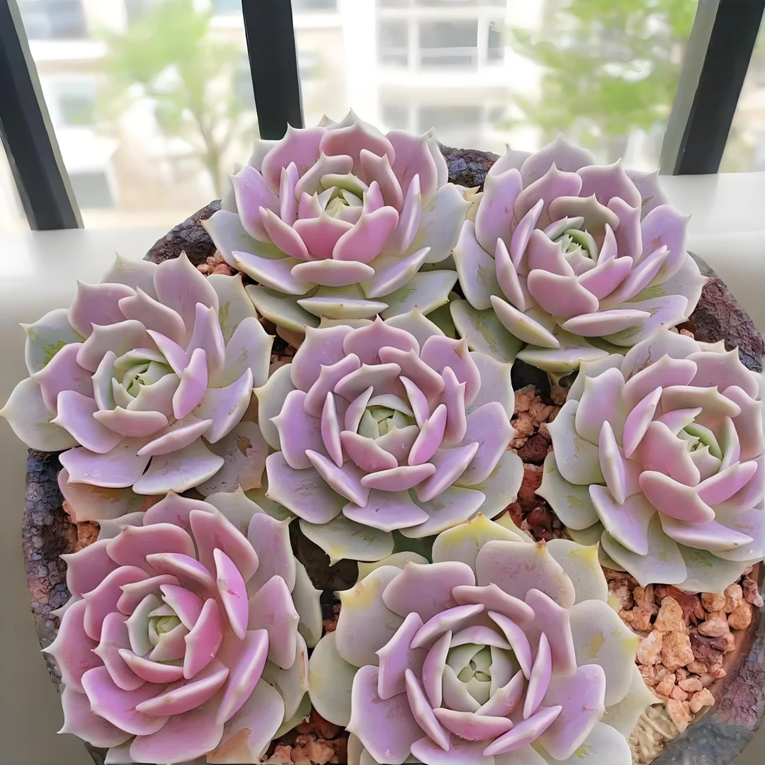 露娜莲 鲜花绿植盆栽 易养活 基地源头
