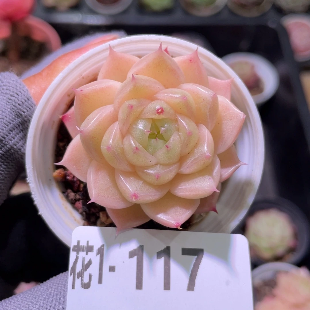 花利美  1-117麦秆