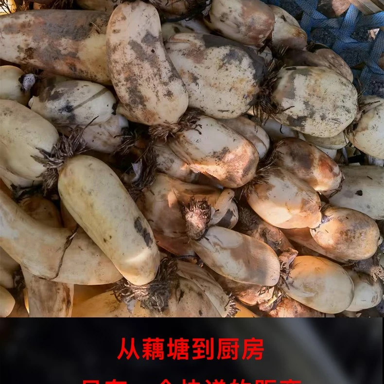 【顺丰包邮】正宗湖北洪湖脆藕脆嫩爽口清炒凉拌涮火锅新鲜应季蔬菜
