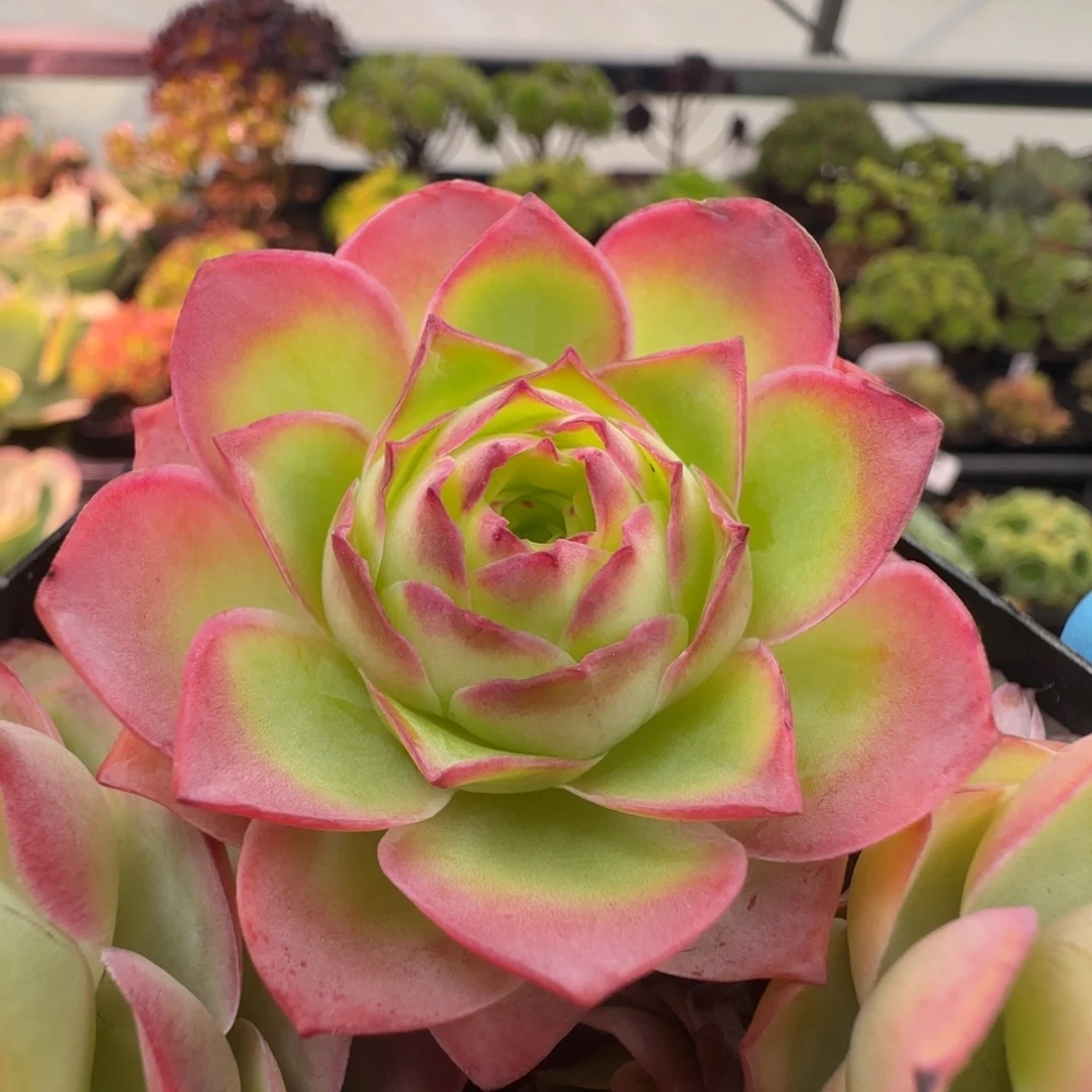 L723半城玫瑰金陵不含盆土