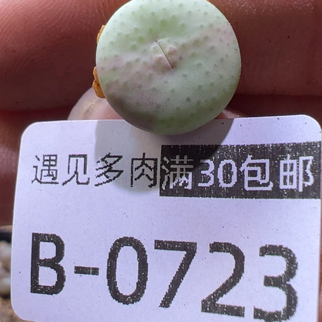 多肉植物111111111111