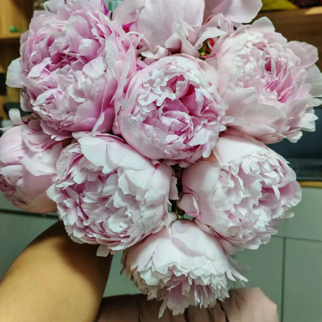 预售-荷兰进口芍药种苗沙拉