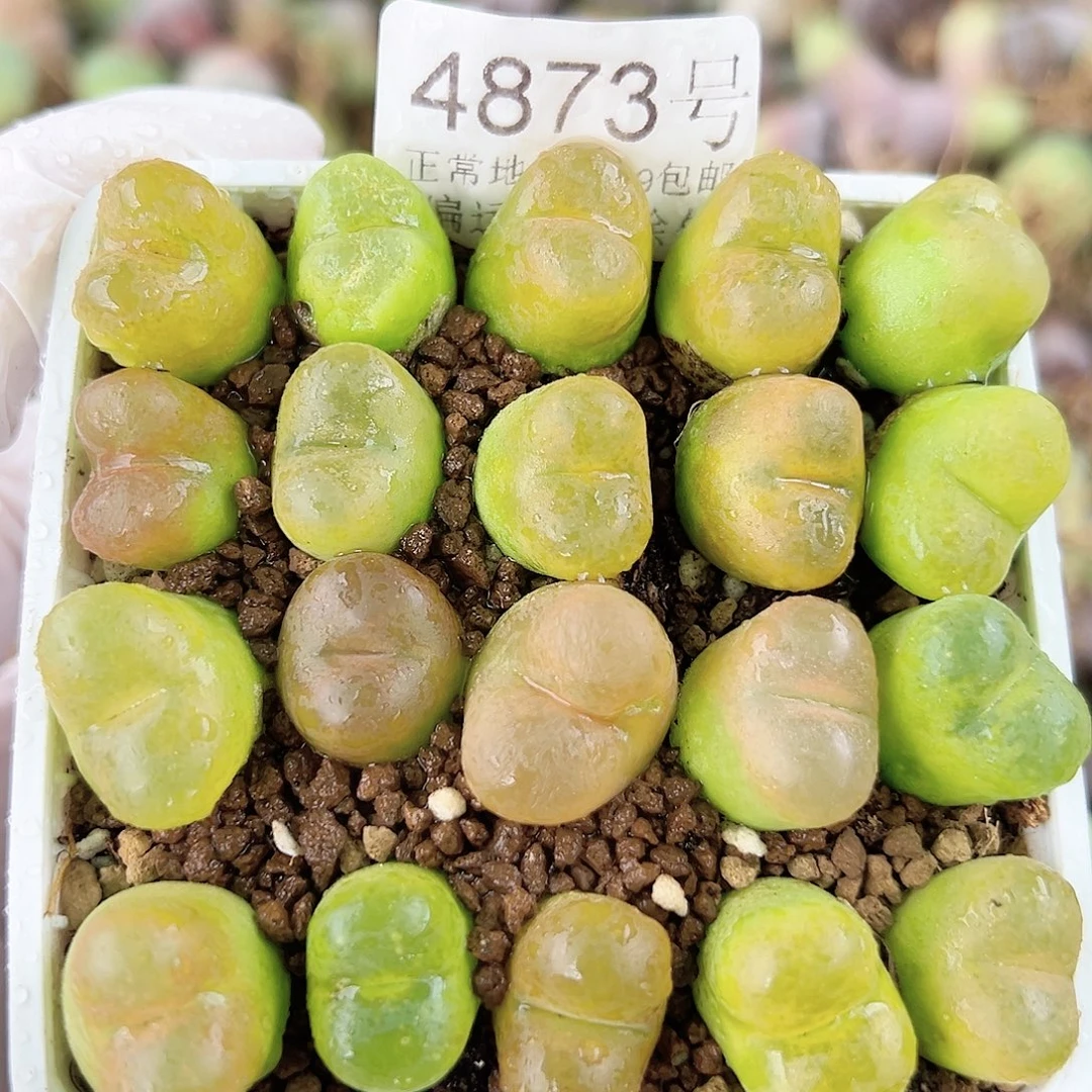 4873五年毛毛20个1.5cm左右脱土发