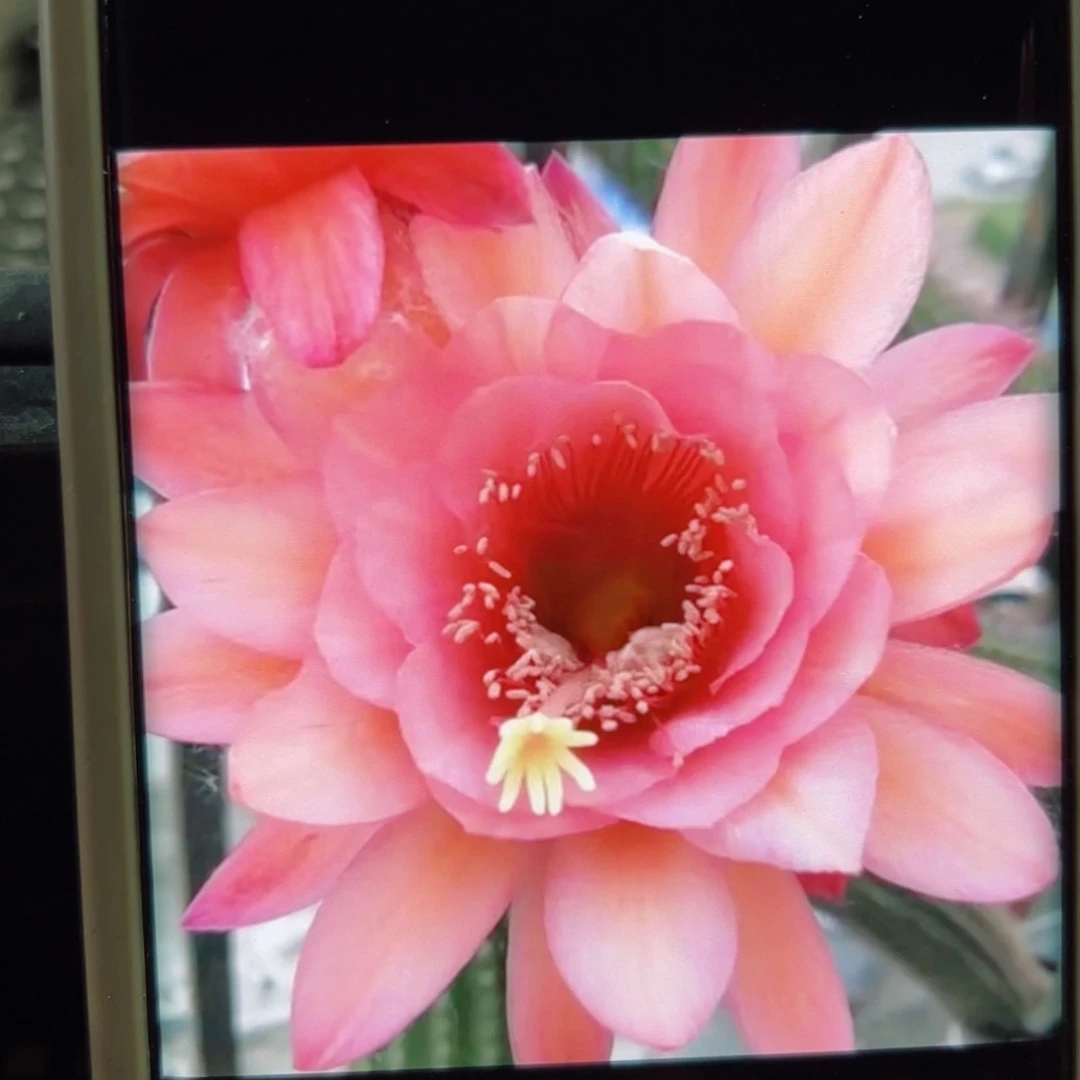 下34金妞巨人歪无根侧芽7公分左右20包邮包