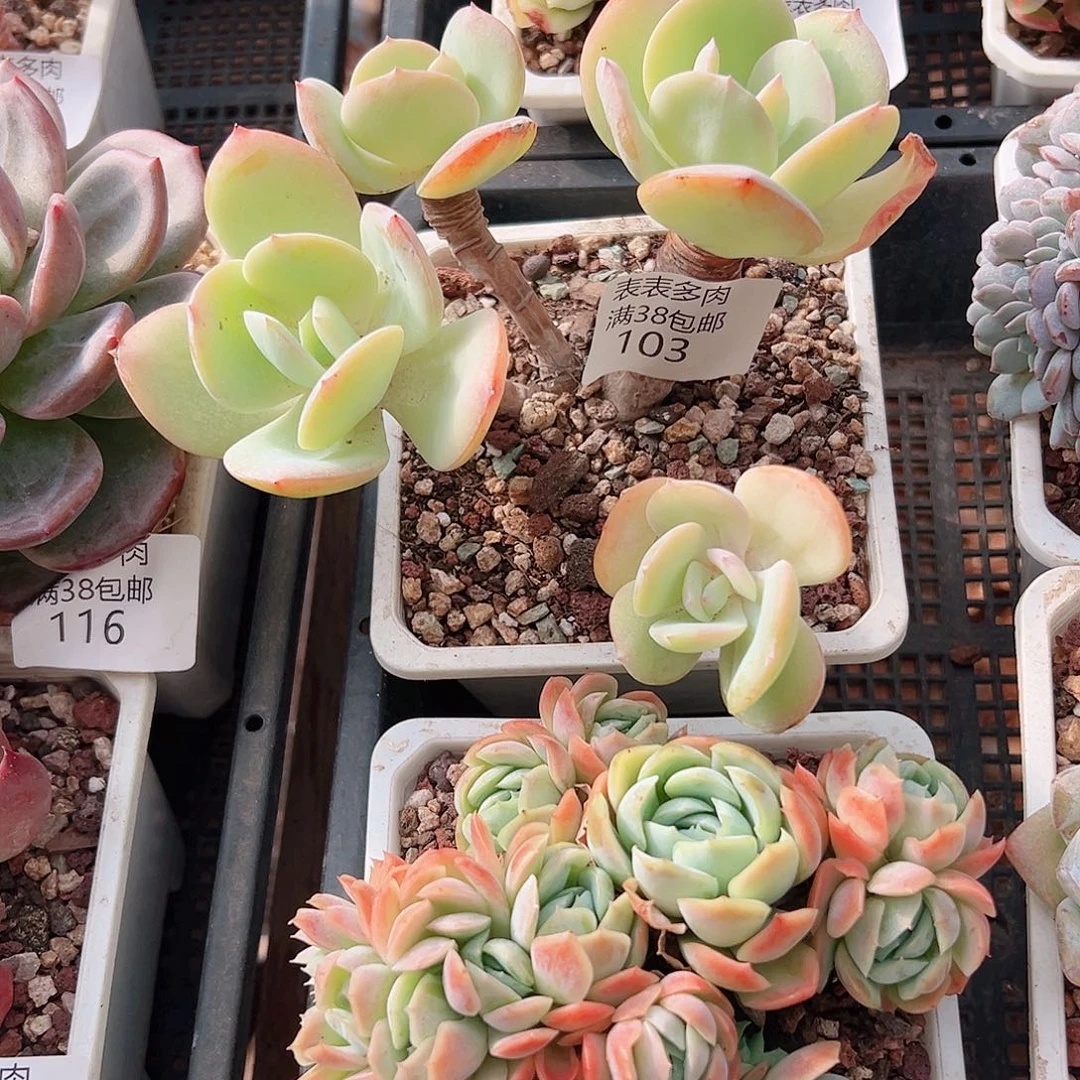 @***子多肉一物一拍植物103