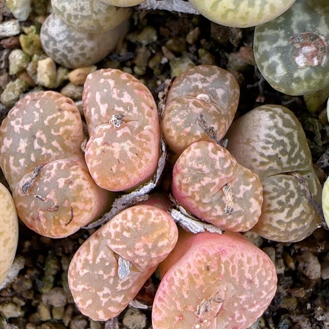 1444.21。     经典款。