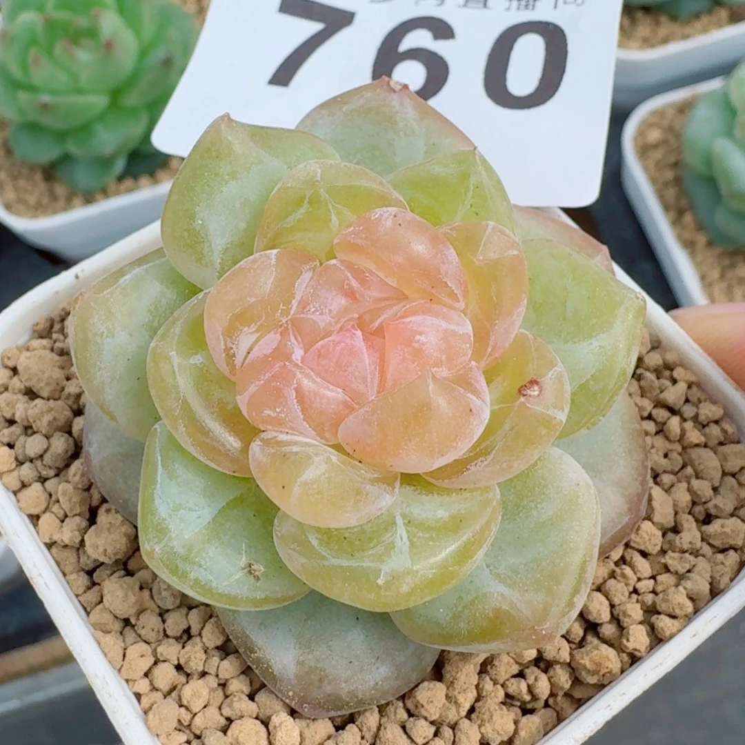 上新多肉植物