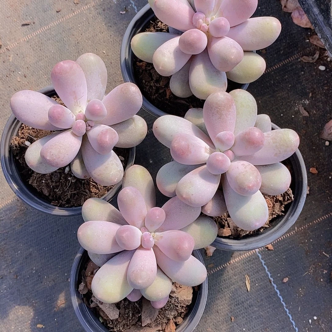 0223-米可奶大单头一颗 量拍