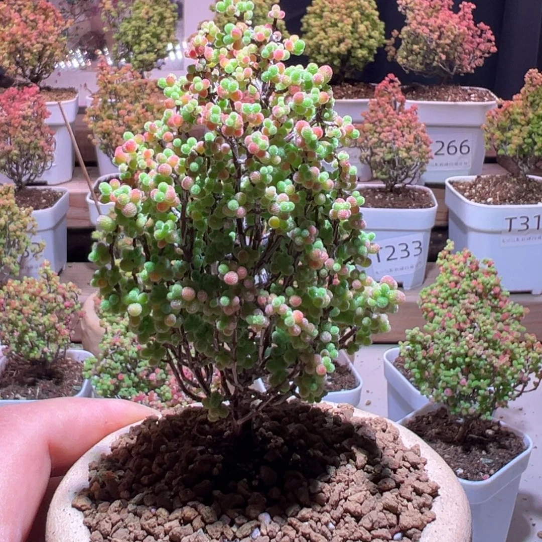手工盆蜜橘带土发货一物一拍