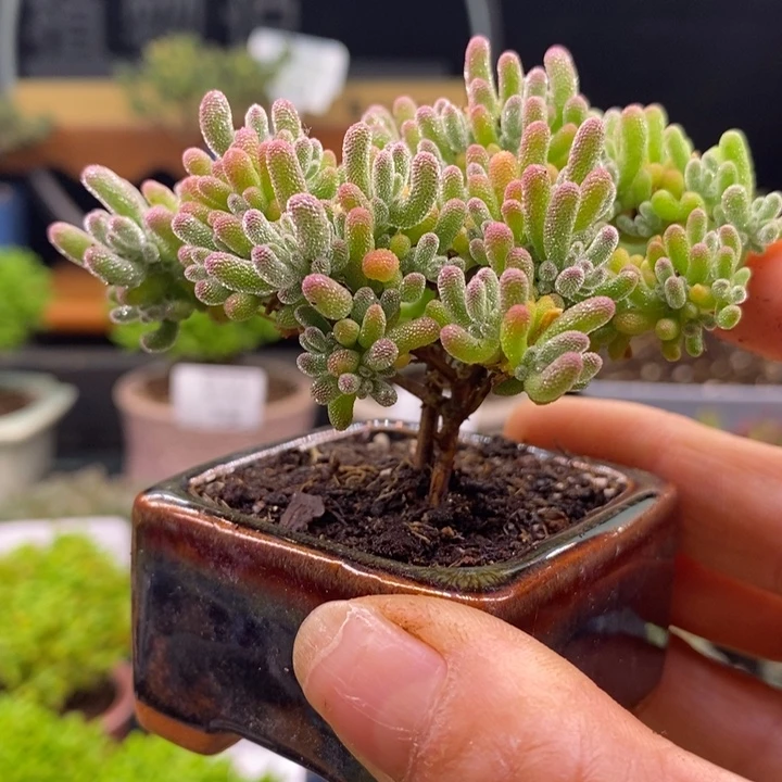 无花朵68冰晶。