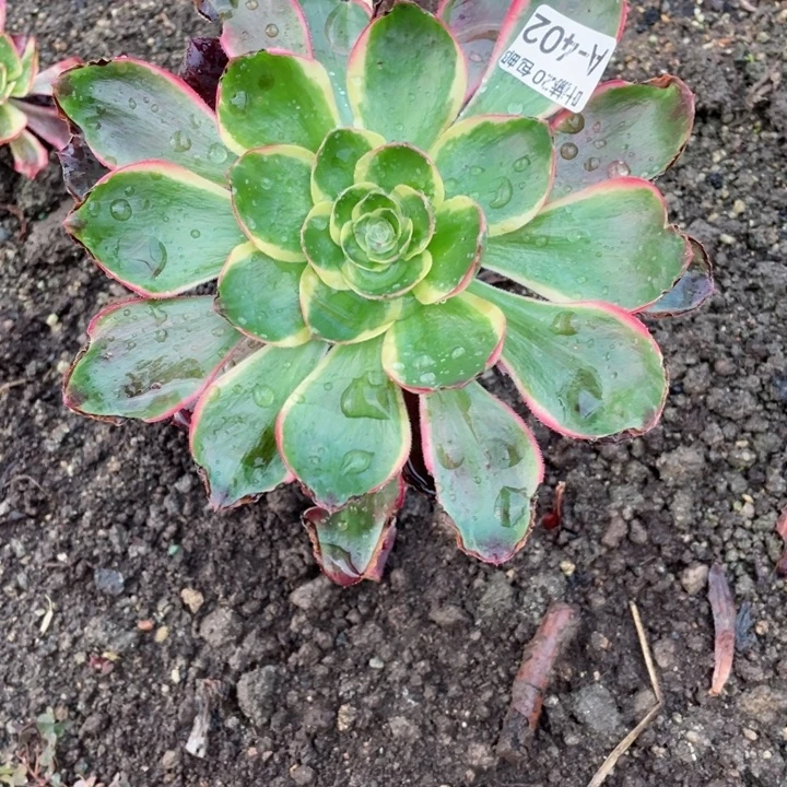 ****劉402烈焰多肉123456789