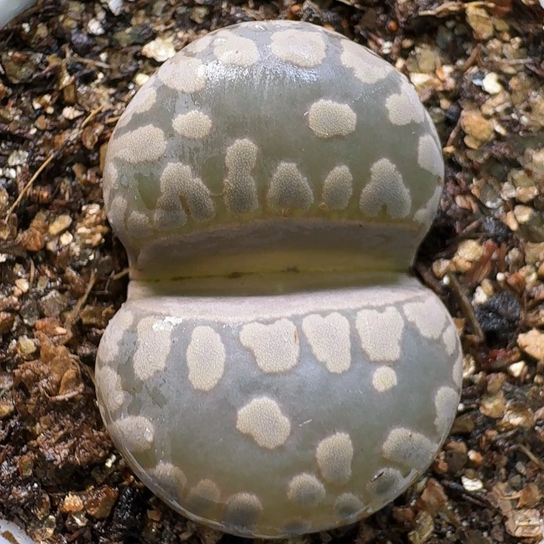 生石花111111。  283