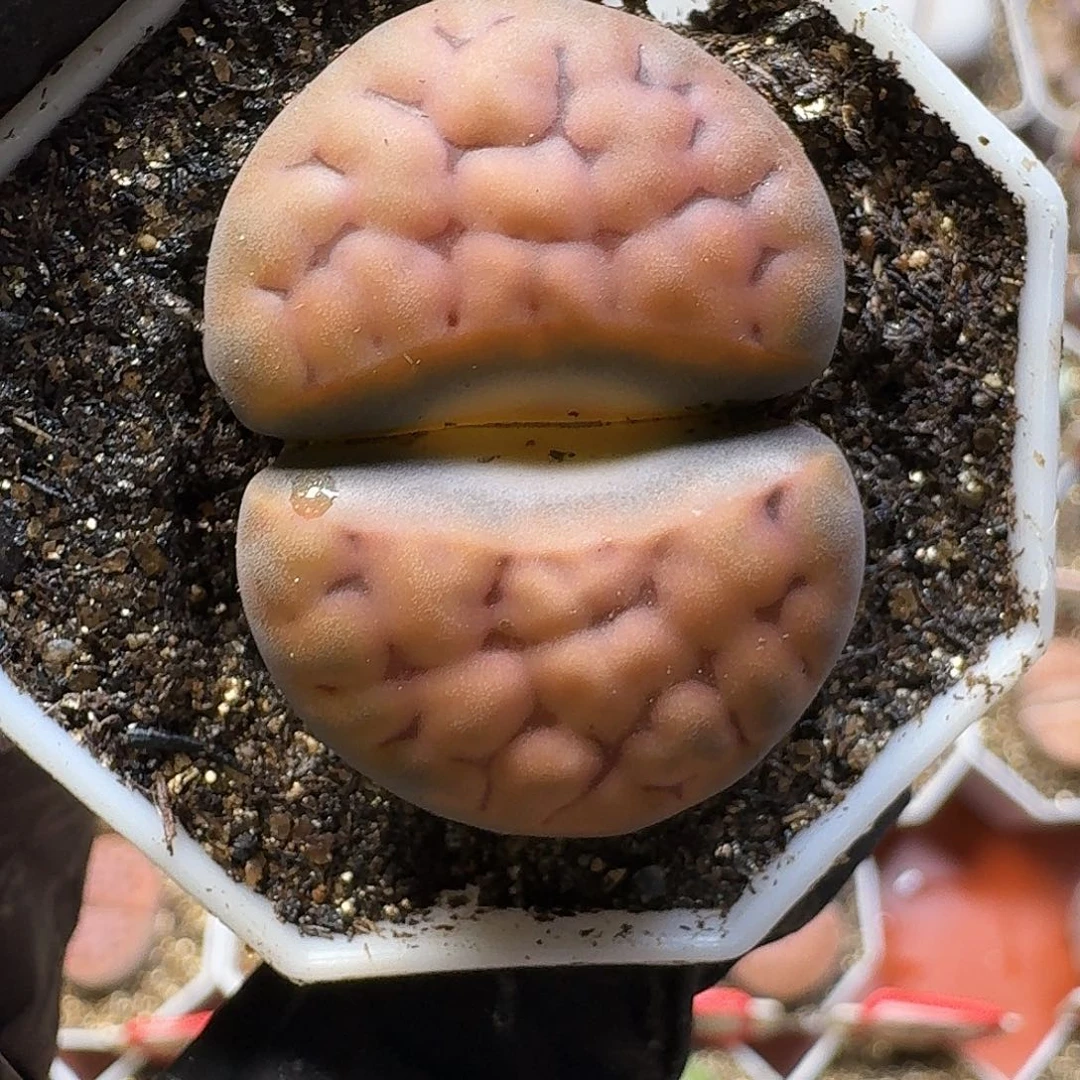 生石花22:：/。   78