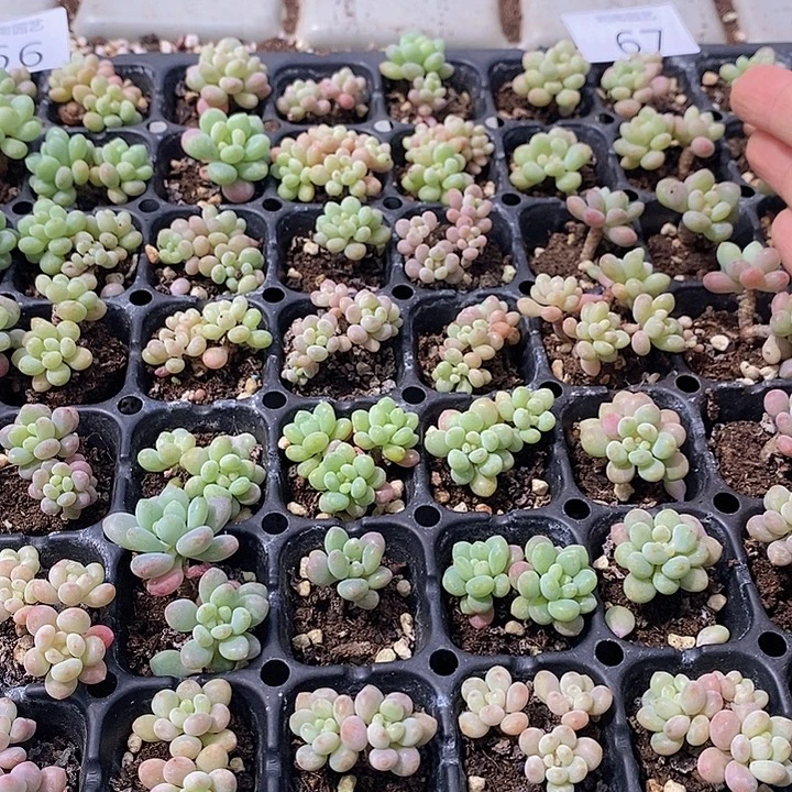 67 多肉植物盆栽花卉