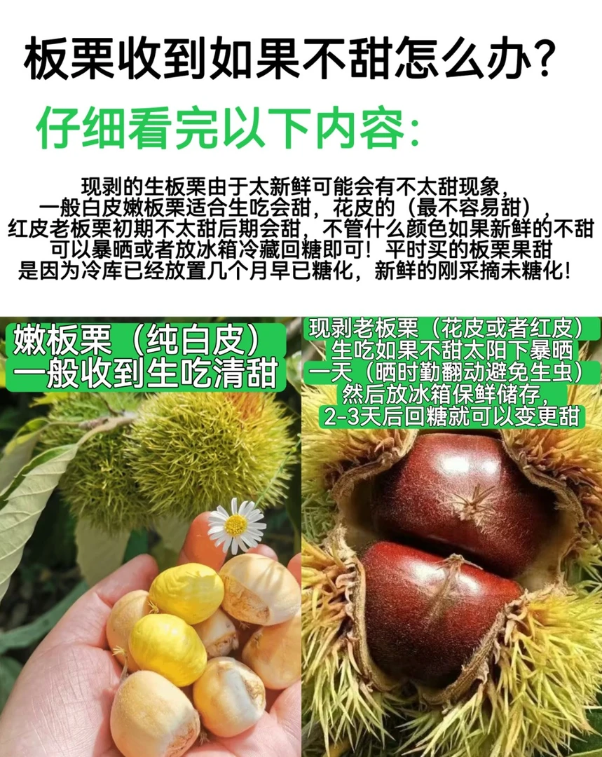 云南新鲜带壳生板栗2025新鲜云南红皮板栗