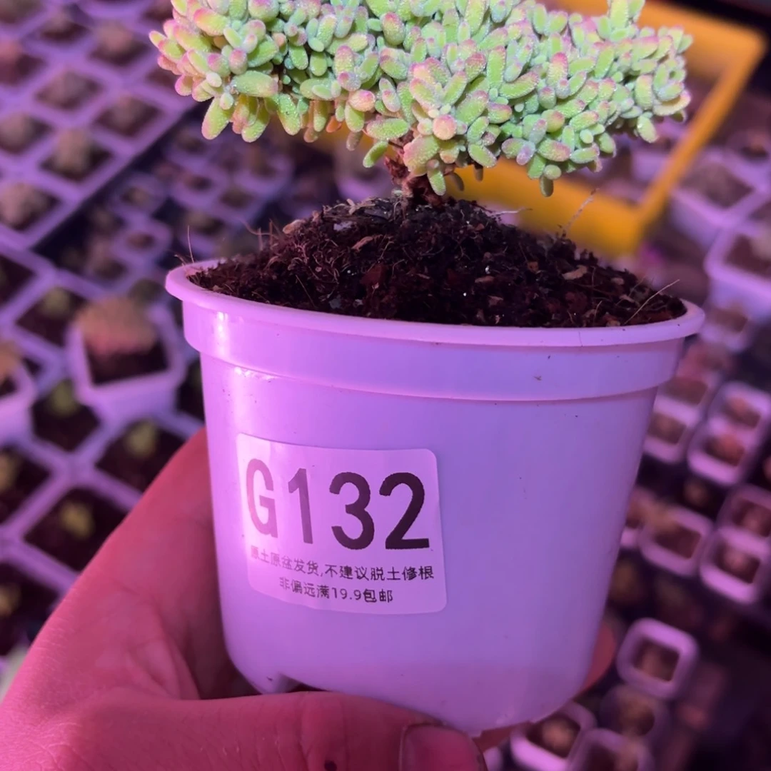 十*月枝干番杏蜜橘G132