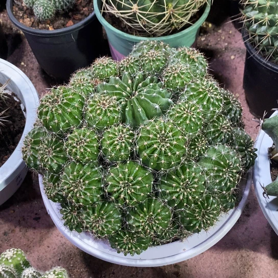 无花朵金刚仙人球仙人掌