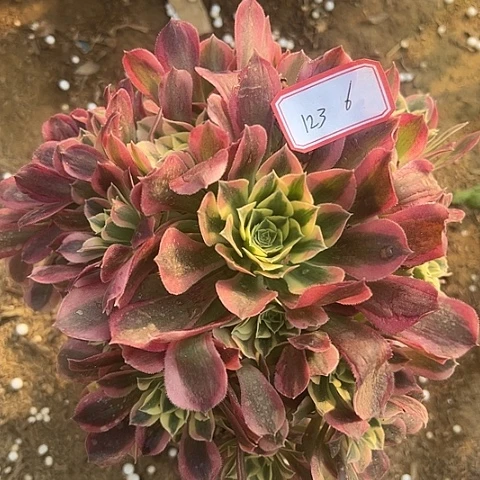 多肉植物雨花石123