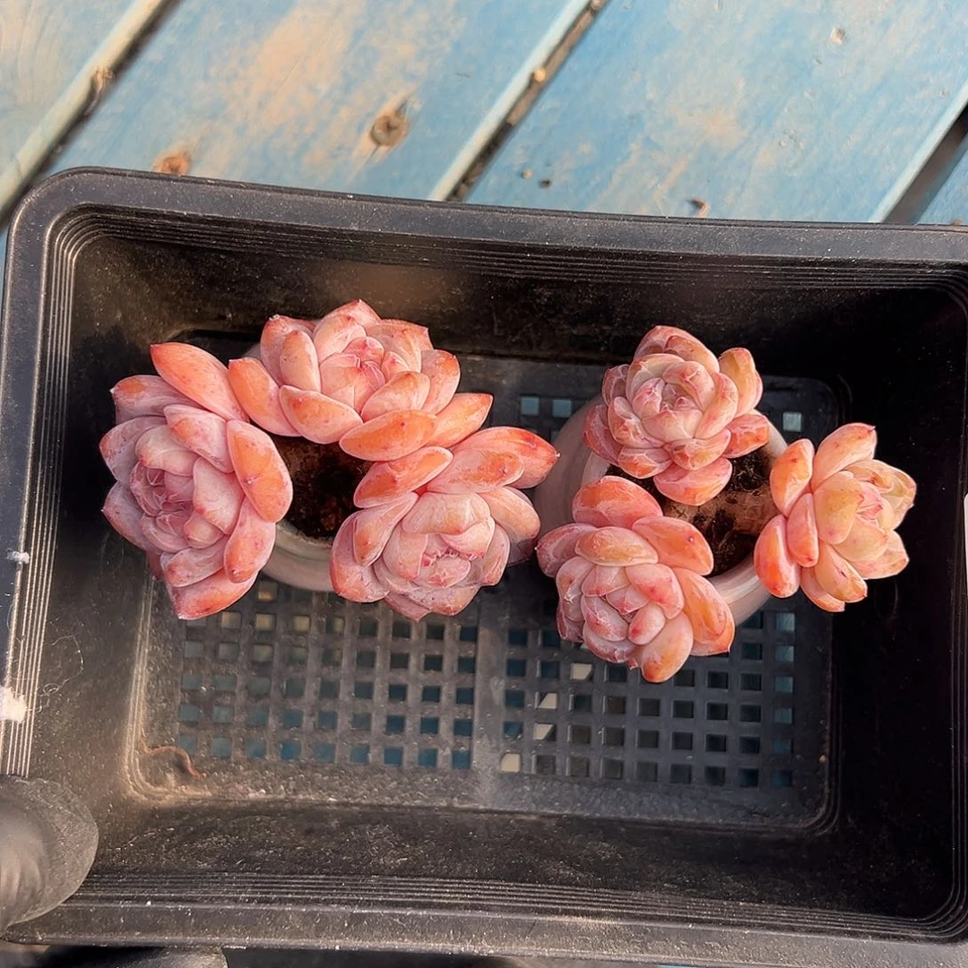 2633，俩个三头粗腿星影带盆发