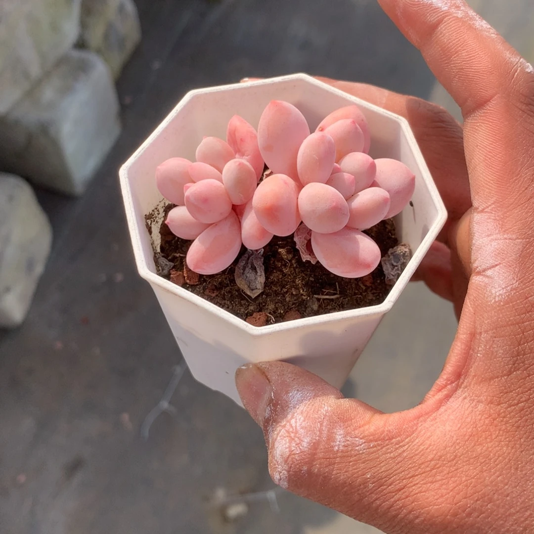 美***洋我们就像两块砖都