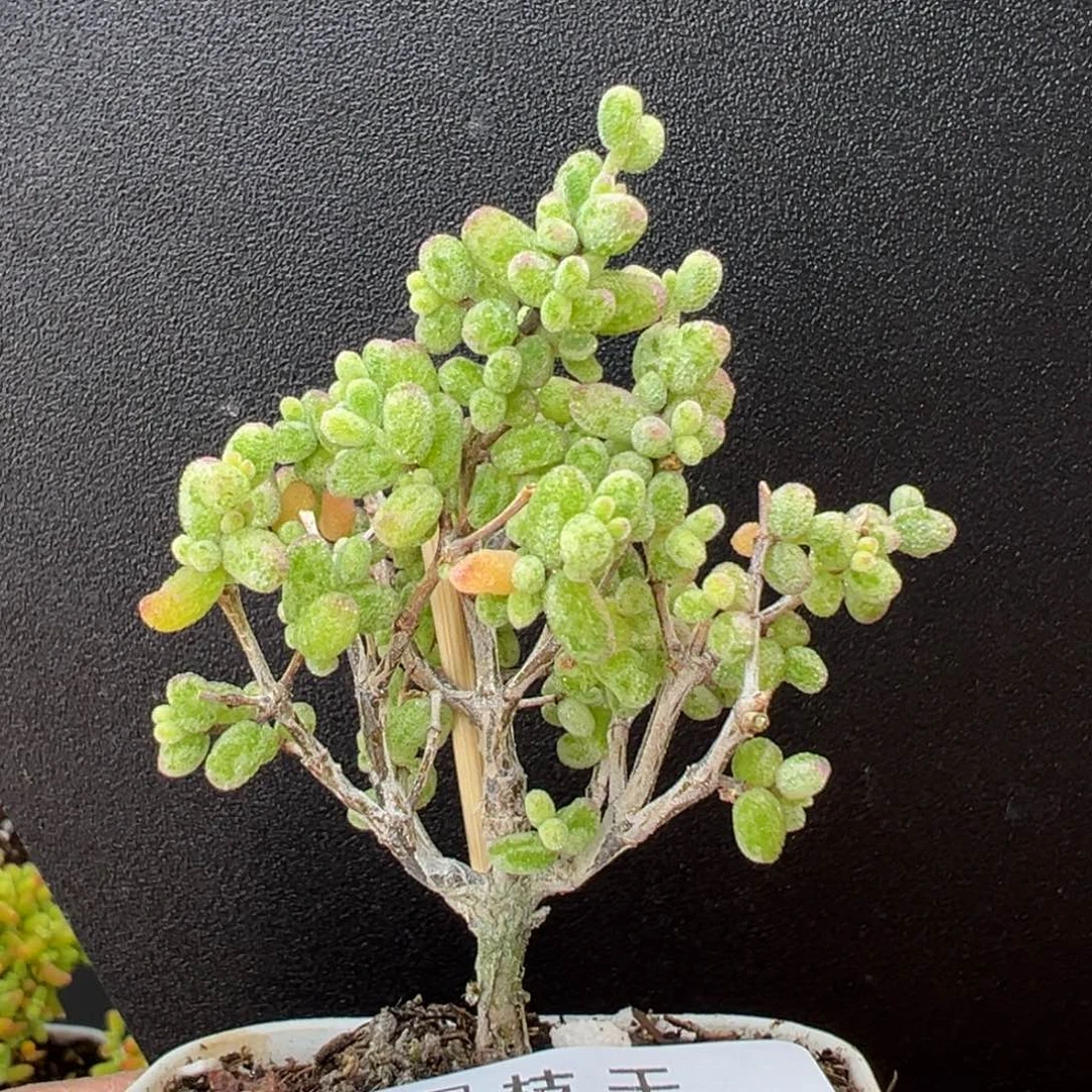 dy3950糖球白糊斑锦冠幅5cm