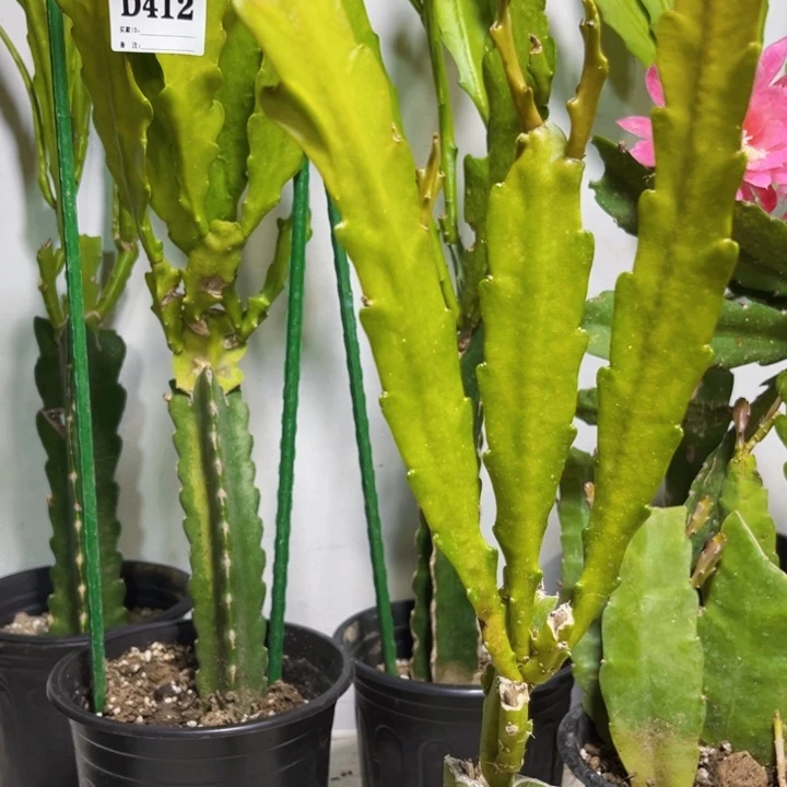 当前无花栽培后可以开花414