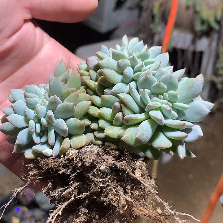 日系星影缀化多肉植物