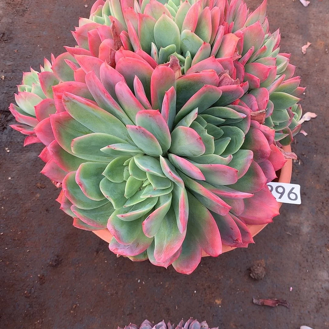 296绮罗 一物一拍多肉