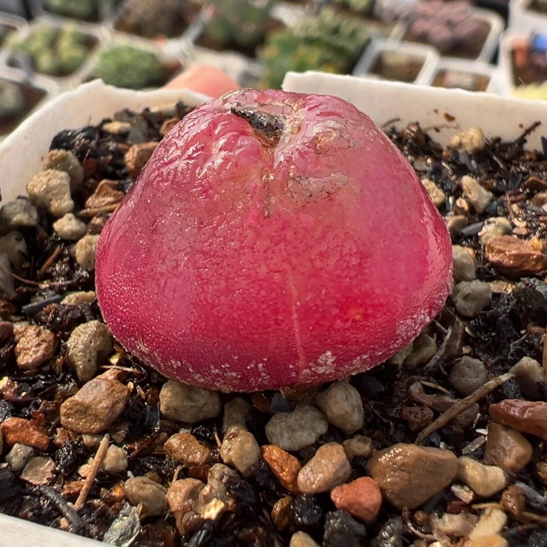 175多肉植物种类多样