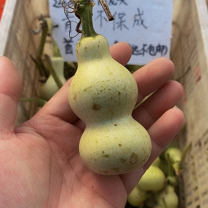 蘇*哈哈哈哈哈哈哈哈哈哈哈哈哈