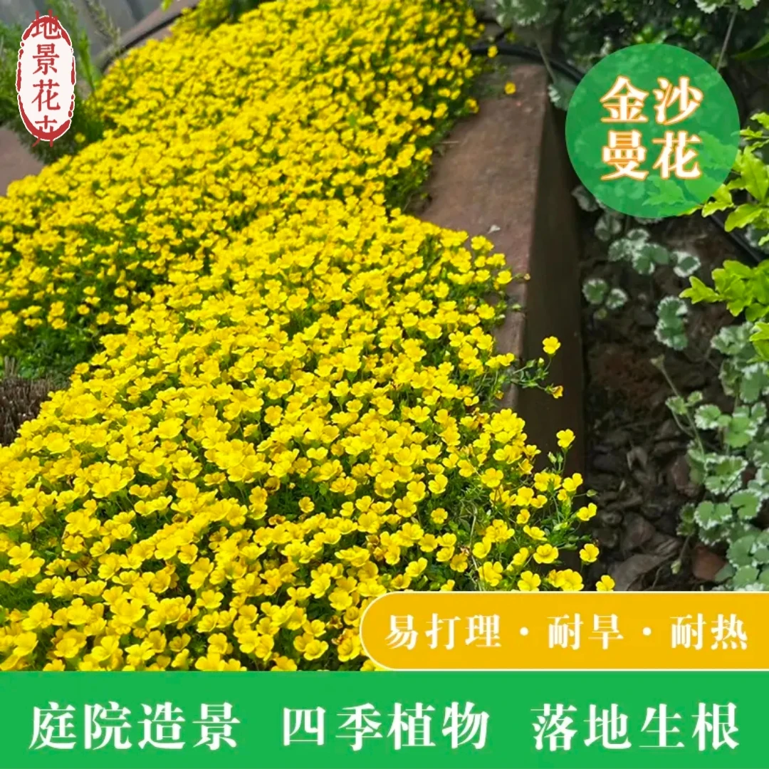 金莎蔓花镜地被植物耐寒耐晒耐踩盆栽黄金草别墅庭院花园花镜造景