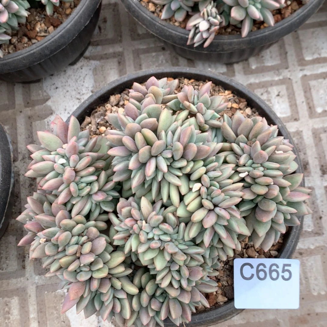 C665 售后范围：签收起7天内